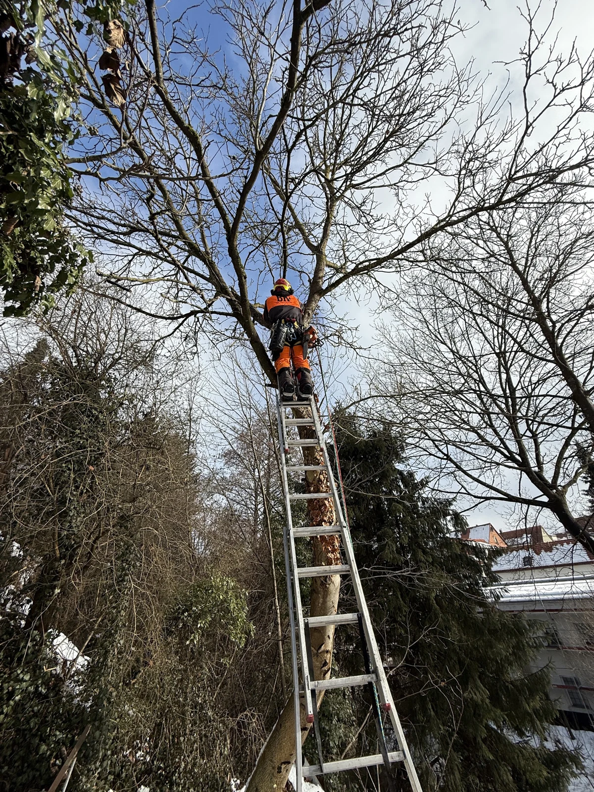 Person in Schutzkleidung am Baumstamm oberhalb einer Leiter in einer unbelaubten Krone